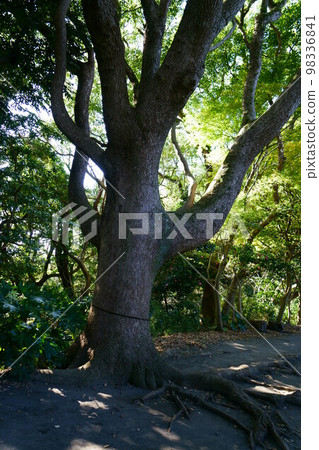 4199 源氏山樟樹 4199 源氏山樟樹 98336841