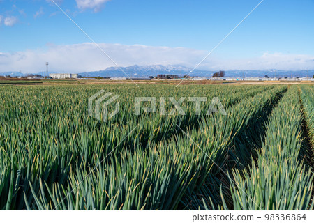 The winter sunshine pouring down on the green onion fields, the blue sky, and snow covered Mt. Akagi Fukaya green onion production area b-1 98336864