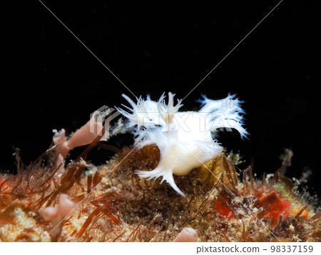 Ubynow honeyagi Umibushi 98337159