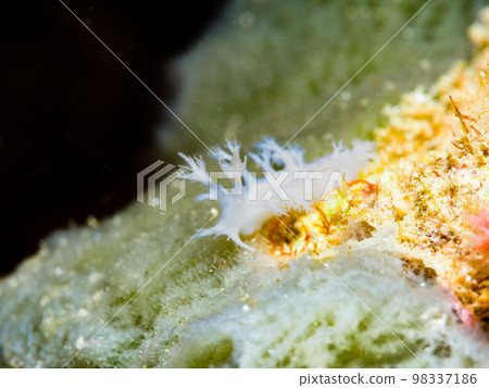 Ubynow honeyagi Umibushi Ubynow honeyagi Umibushi 98337186