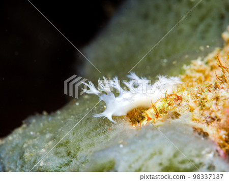 Ubynow honeyagi Umibushi 98337187