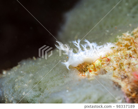 Ubynow honeyagi Umibushi 98337189