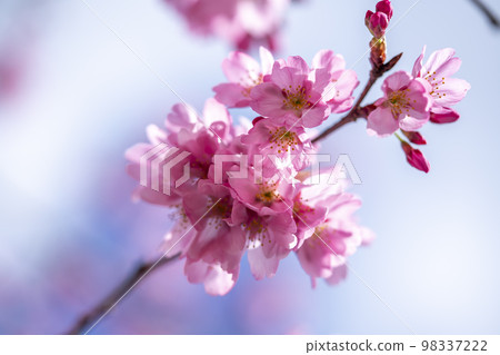 河津櫻花 98337222