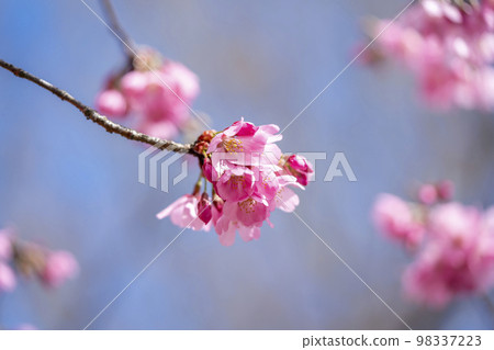 河津櫻花 98337223