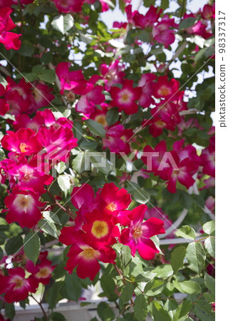 玫瑰園裡盛開著紅色和黃色的玫瑰花朵。這朵玫瑰的名字叫花花公子。 98337317