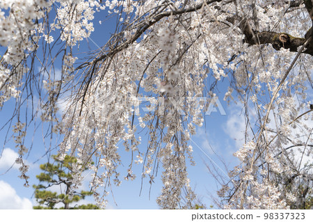 車崎神社“慶仙櫻”的垂枝櫻花 98337323