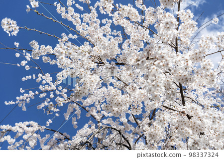 車崎神社“慶仙櫻”的垂枝櫻花 98337324
