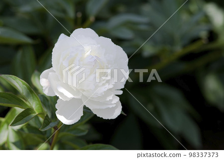 沙丁魚花園裡盛開著白色的沙丁魚花。這個尺ku的名字是Takinoyosoi。 98337373