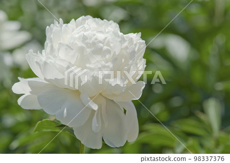 沙丁魚花園裡盛開著白色的沙丁魚花。這個尺ku的名字是Takinoyosoi。 98337376