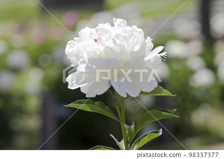 White peony flowers are in bloom in the peony garden. The name of this peony is Takinoyosoi. White peony flowers are in bloom in the peony garden. The name of this peony is Takinoyosoi. 98337377