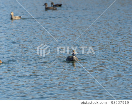 Ducks drifting in the winter river Ducks drifting in the winter river 98337919