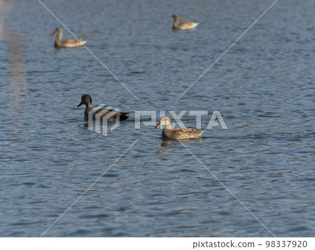 Ducks drifting in the winter river Ducks drifting in the winter river 98337920