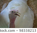 Turkey pops up its head to say hello 98338213