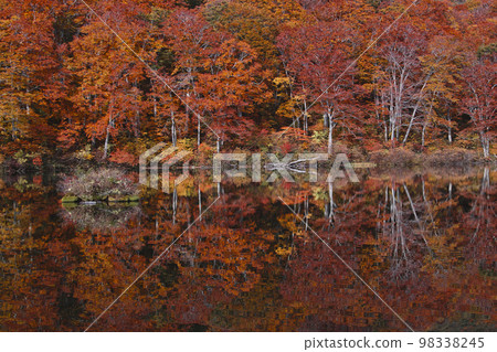 Tsuruma Pond 98338245