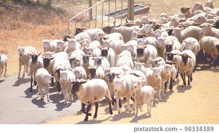 Large movement of sheep 98338389