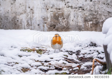 Cute bird the European Robin, Erithacus rubecula. sitting in the snow in winter. Beautiful song bird 98338393