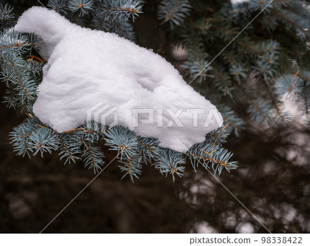 Green fir branches in winter covered with snow Green fir branches in winter covered with snow 98338422