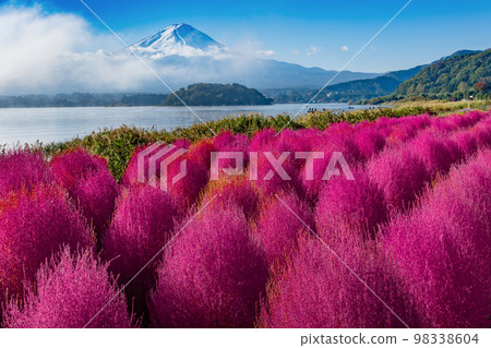Autumn leaves of kochia in Oishi Park, Fujikawaguchiko Town, Yamanashi Prefecture 98338604