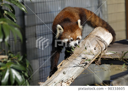 Lesser panda 98338605