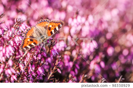 Butterfly on pink Erica Carnea flowers, Winter Hit, in early spring Butterfly on pink Erica Carnea flowers, Winter Hit, in early spring 98338929