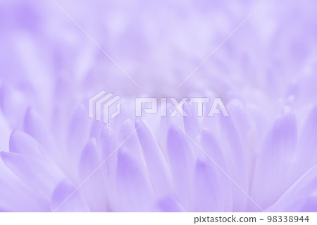 Abstract floral background, white violet daisy flower petals. Macro flowers backdrop for holiday design. Soft focus 98338944