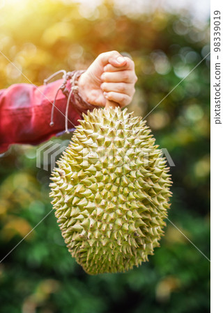 Mon Thong durian fruit in hand 98339019