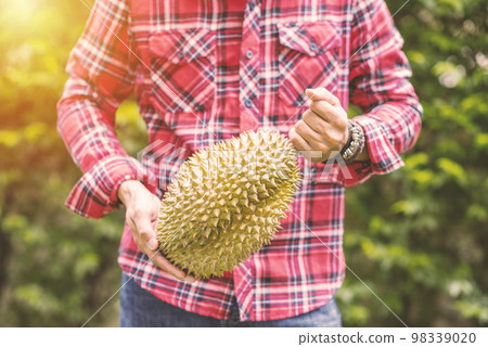 Mon Thong durian fruit in hand Mon Thong durian fruit in hand 98339020
