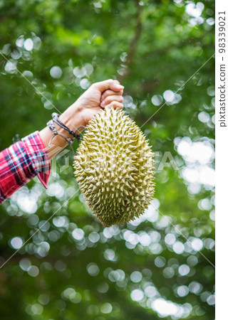 Mon Thong durian fruit in hand 98339021