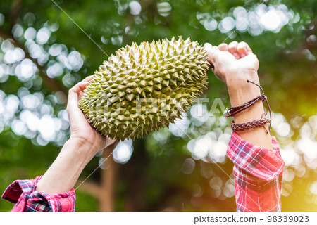 Mon Thong durian fruit in hand Mon Thong durian fruit in hand 98339023
