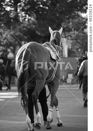 Paddock landscape black and white photo 98339214