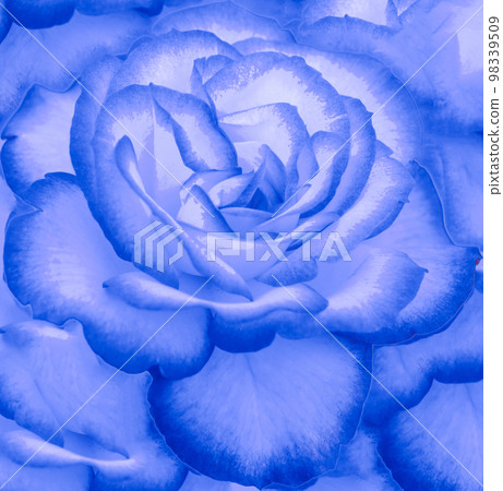 blue rose closeup blue rose closeup 98339509