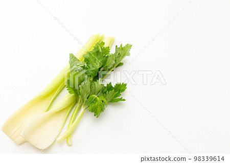 芹菜白背 芹菜白背 98339614