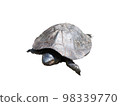 Turtle have a hard shell and walk slowly. 98339770