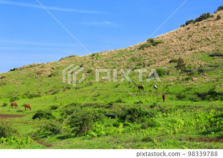 Yongnuni Oreum, Oreum, Garden, Trail, Climbing, Blue Sky, Hill, Yongnuni Oreum, Oreum, Garden, Trail, Climbing, Blue Sky, Hill, 98339788