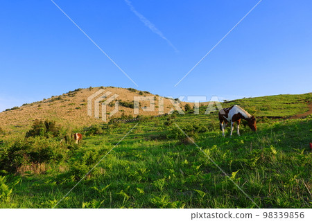 Yongnuni Oreum, Oreum, Garden, Trail, Climbing, Blue Sky, Hill, 98339856