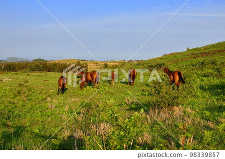Yongnuni Oreum, Oreum, Garden, Trail, Climbing, Blue Sky, Hill, Yongnuni Oreum, Oreum, Garden, Trail, Climbing, Blue Sky, Hill, 98339857