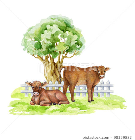 Cows on the green grass under the tree. Countryside landscape scene. Hand drawn illustration. Cute couple of farm animal. Brown hair cow resting, standing on the meadow under the tree element 98339882