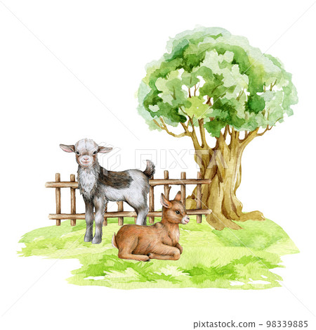 Goats on the green grass under the tree. Countryside landscape scene. Hand drawn illustration. Couple of farm domestic animals. Cute little goats standing and resting on the field. White background Goats on the green grass under the tree. Countryside landscape scene. Hand drawn illustration. Couple of farm domestic animals. Cute little goats standing and resting on the field. White background 98339885
