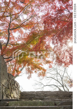 津山市鶴山公園,色彩繽紛的秋葉為津山城蹟的石牆著色 津山市鶴山公園,色彩繽紛的秋葉為津山城蹟的石牆著色 98339894