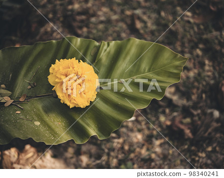 exotic yewllow flower, tropical foliage nature dark green 98340241