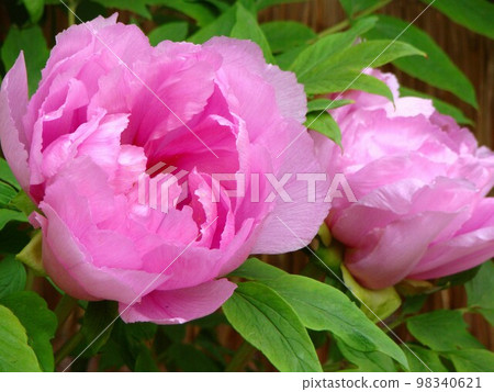 peony pink two wheels 98340621