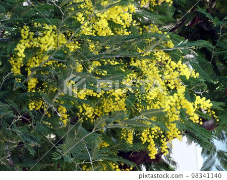 Mimosa Mimosa 98341140