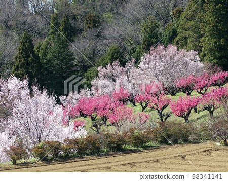 Peach and cherry blossoms Peach and cherry blossoms 98341141