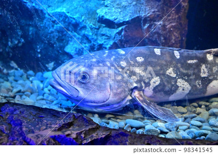 Numazu Deep Sea Aquarium Deep Sea Creatures Abra Bows Numazu Deep Sea Aquarium Deep Sea Creatures Abra Bows 98341545