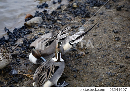 White-fronted geese, migratory birds of Lake Izu 98341607