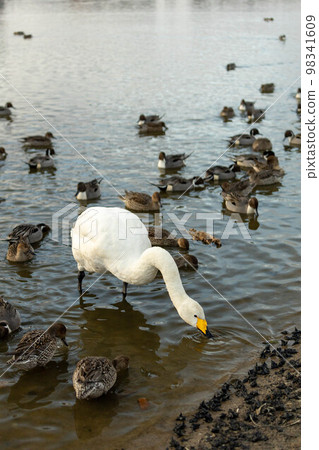 伊豆湖的候鳥 白額雁 天鵝 伊豆湖的候鳥 白額雁 天鵝 98341609