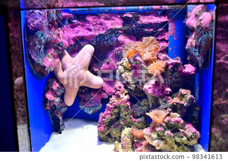 Numazu Port Deep Sea Aquarium Deep Sea Creatures Starfish Friend Numazu Port Deep Sea Aquarium Deep Sea Creatures Starfish Friend 98341613