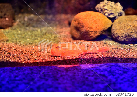 沼津深海水族館 深海生物 Midorifusa Anglerfish 98341720