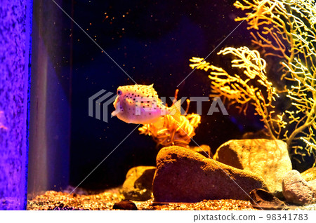 沼津港深海水族館 深海生物 Tomakifugu 98341783