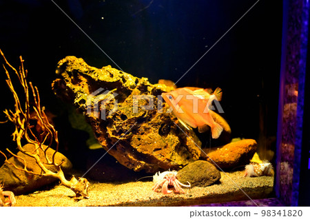 Numazu Port Deep Sea Aquarium Deep-sea Creatures Benikawamuki Numazu Port Deep Sea Aquarium Deep-sea Creatures Benikawamuki 98341820